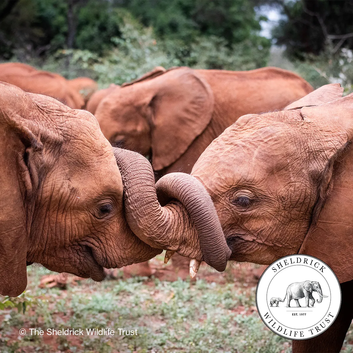 Baby Elephant Conservation Coin Purse