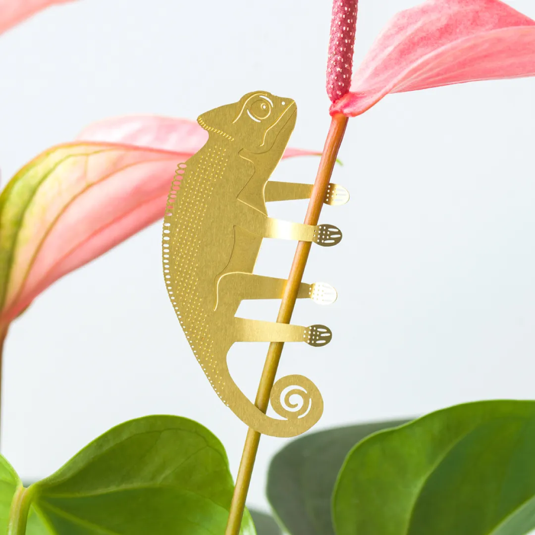 Chameleon Plant Decoration