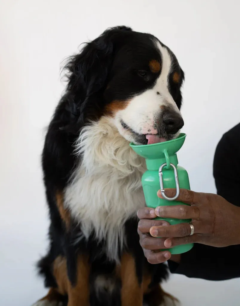 Classic Dog Travel Bottle 22oz - Springer Green