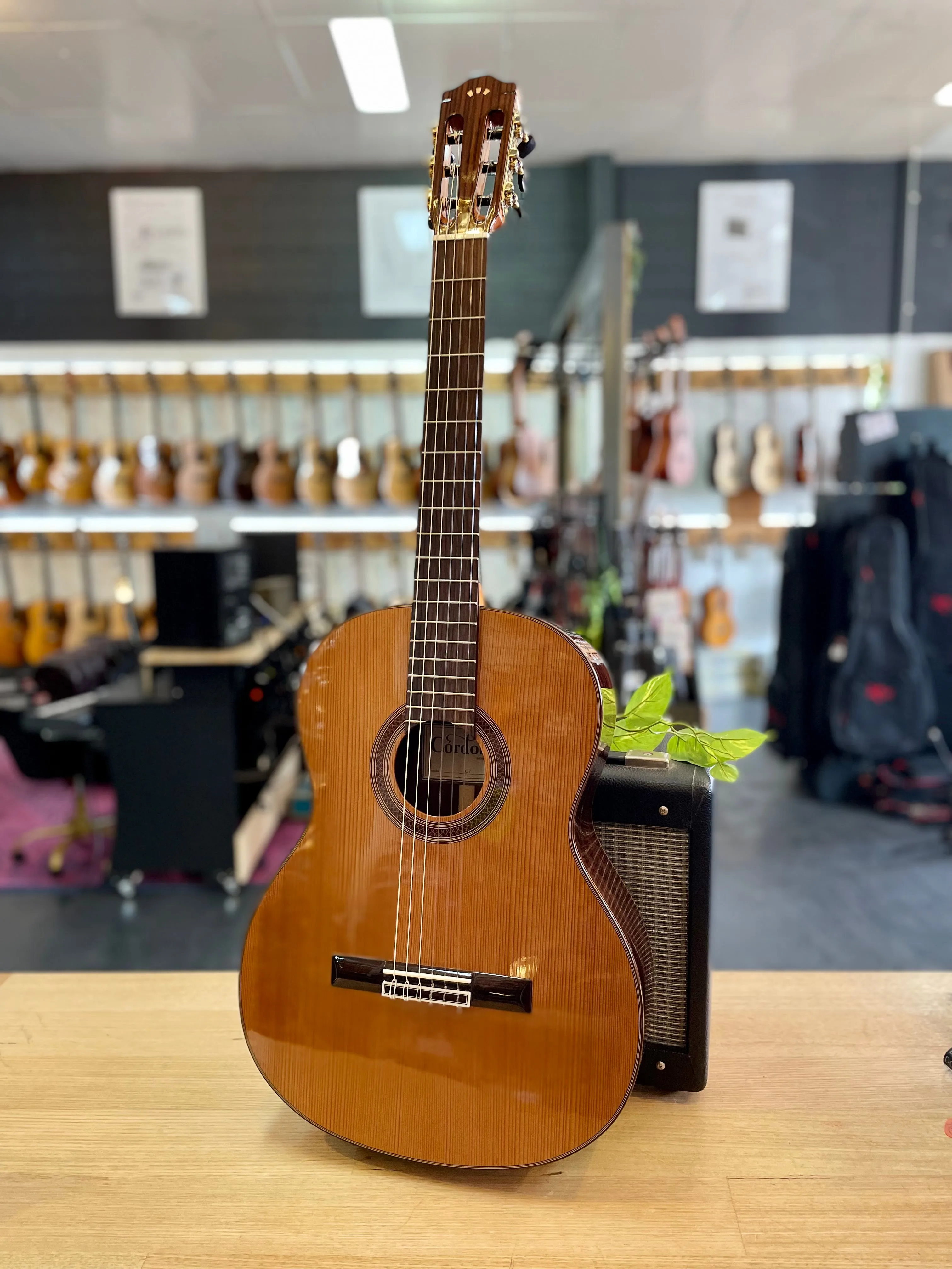 Córdoba | C7CD | Cedar Spruce Top | GIg Bag Included