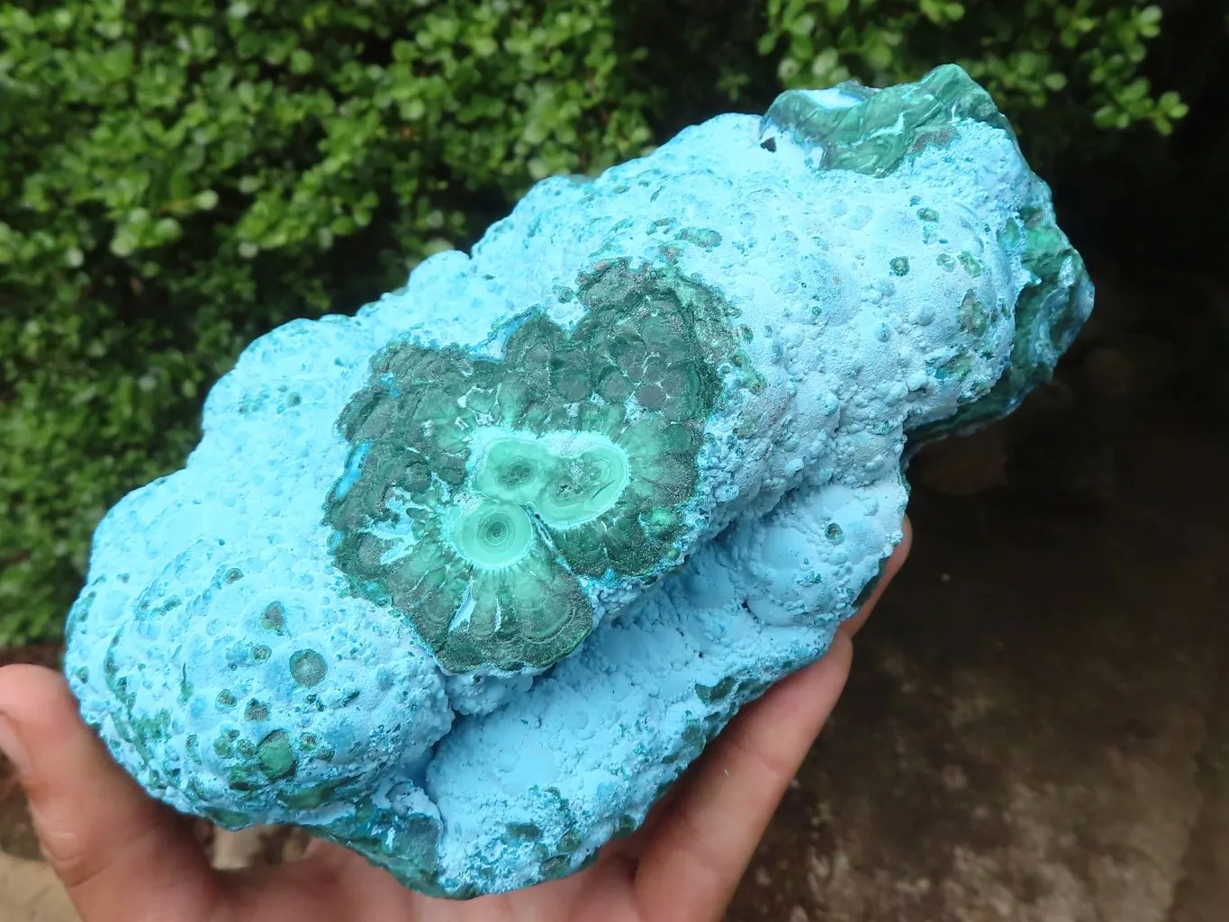 Natural Beautiful Large Malacholla (Malachite & Chrysocolla) Specimen x 1 From Kulukuluku, Congo