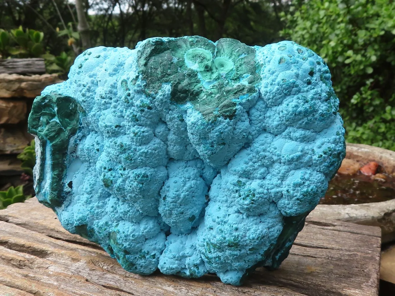 Natural Beautiful Large Malacholla (Malachite & Chrysocolla) Specimen x 1 From Kulukuluku, Congo