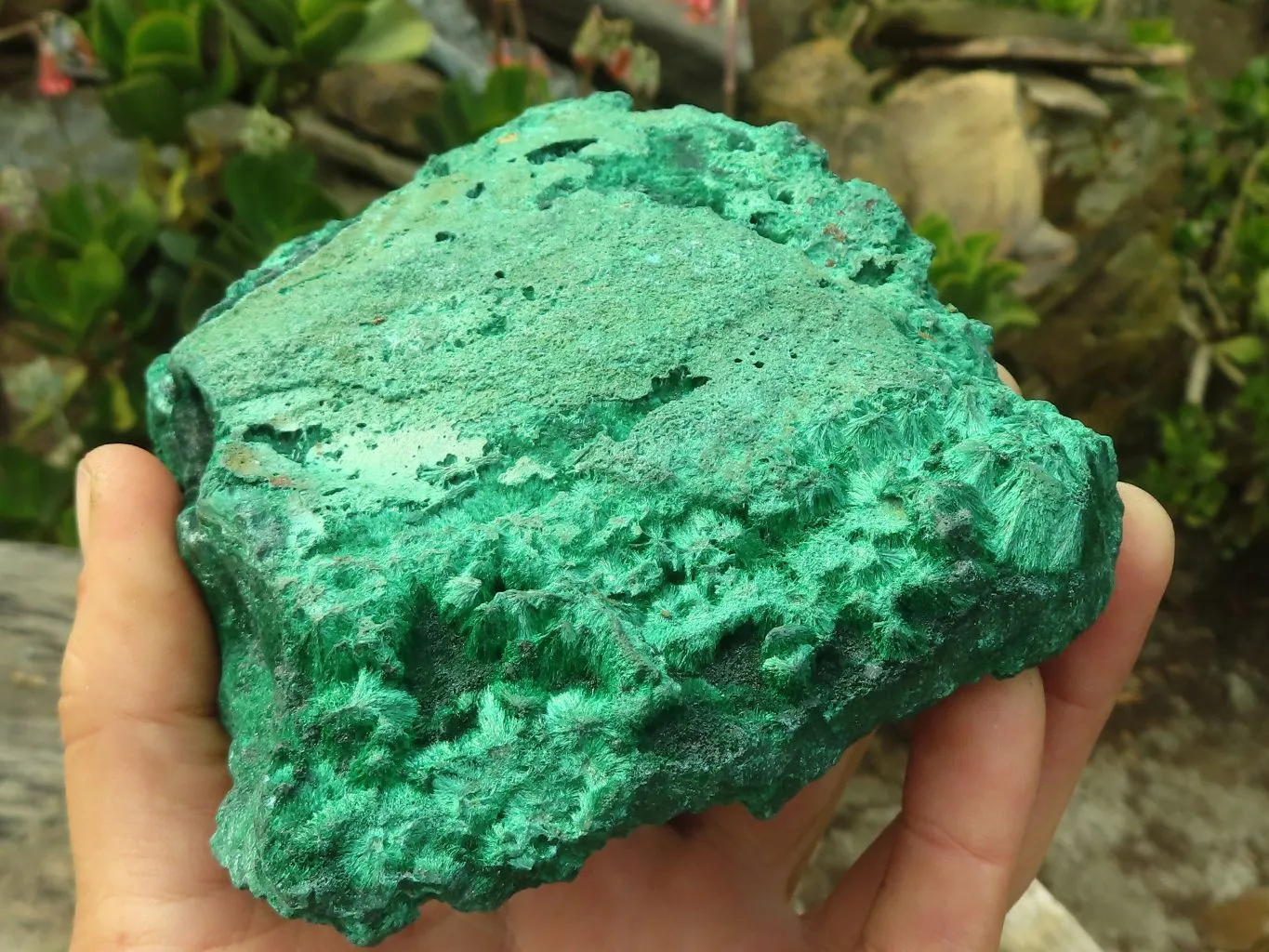 Natural Chatoyant Silky Malachite Specimen  x 1 From Kasompe, Congo