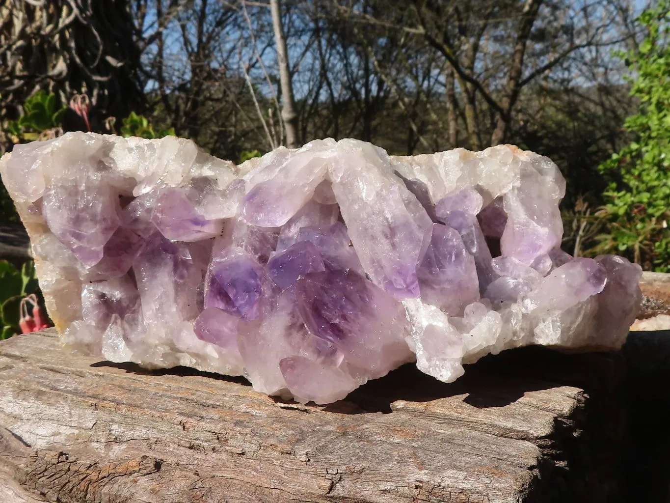 Natural Extra Large Jacaranda Specimen x 1 From Zambia