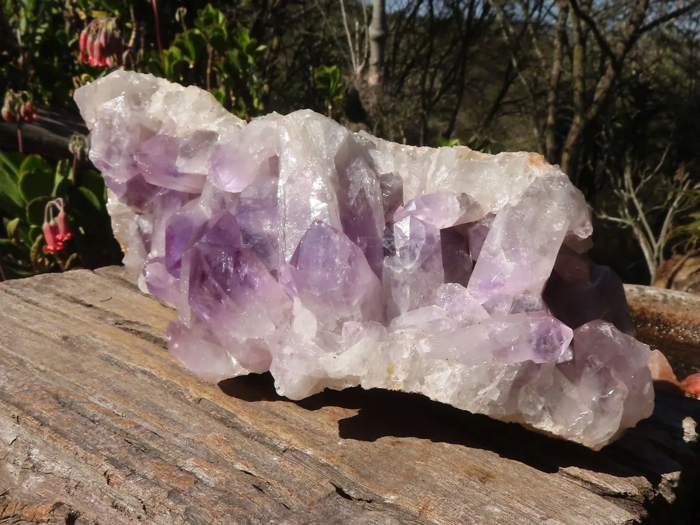 Natural Extra Large Jacaranda Specimen x 1 From Zambia