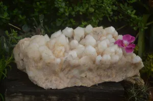 Natural Extra Large Pineapple Quartz Cluster  x 1 From Madagascar