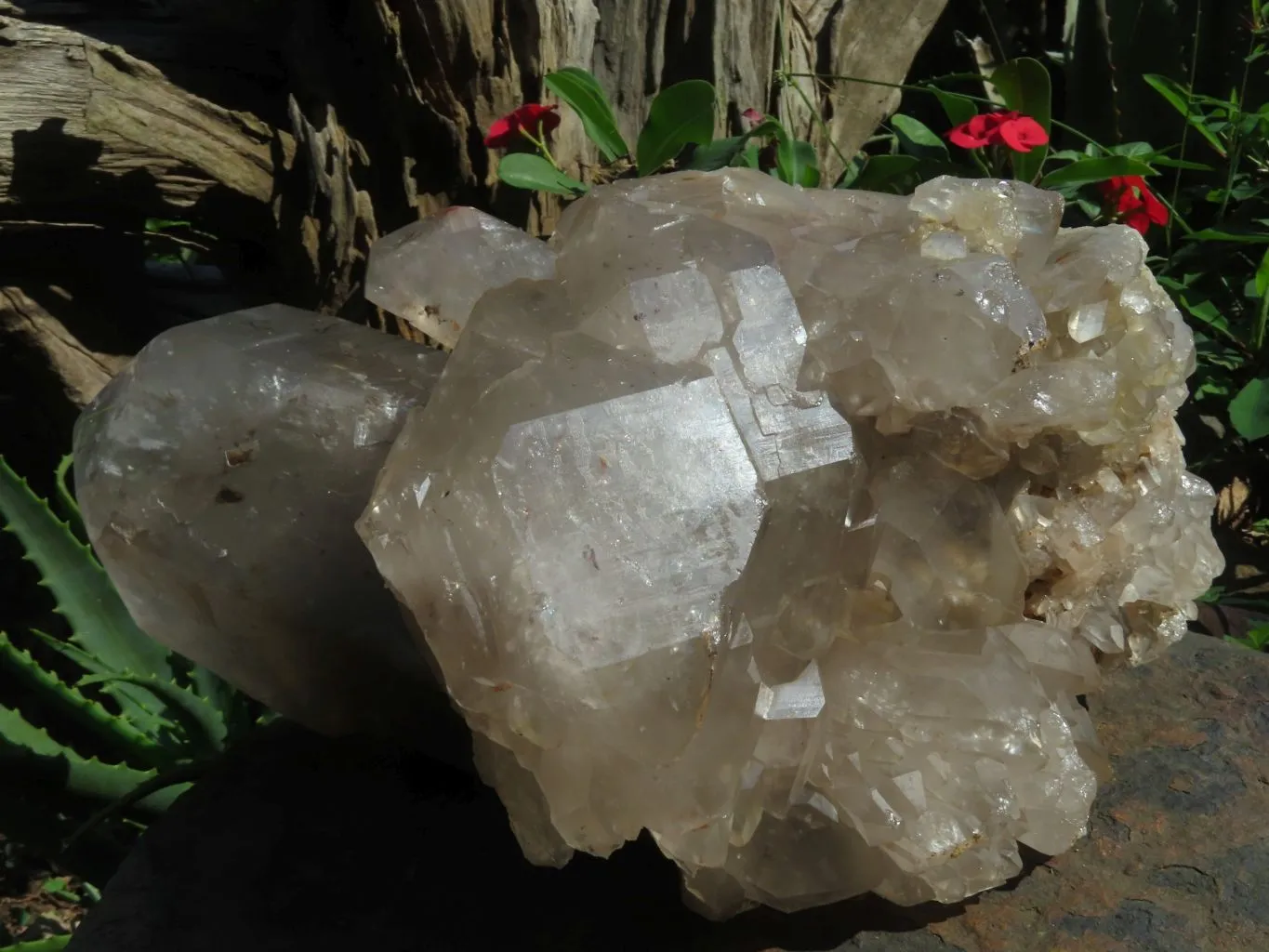 Natural Extra Large Quartz Cluster x 1 From Angola