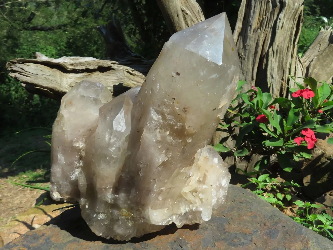 Natural Extra Large Quartz Cluster x 1 From Angola