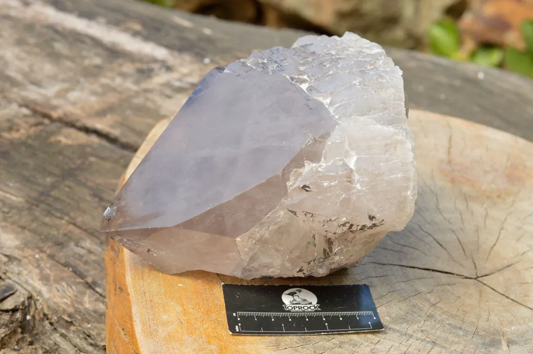 Natural Large Smokey Quartz Floater Crystal With Polished Termination x 1 From Mulanje, Malawi