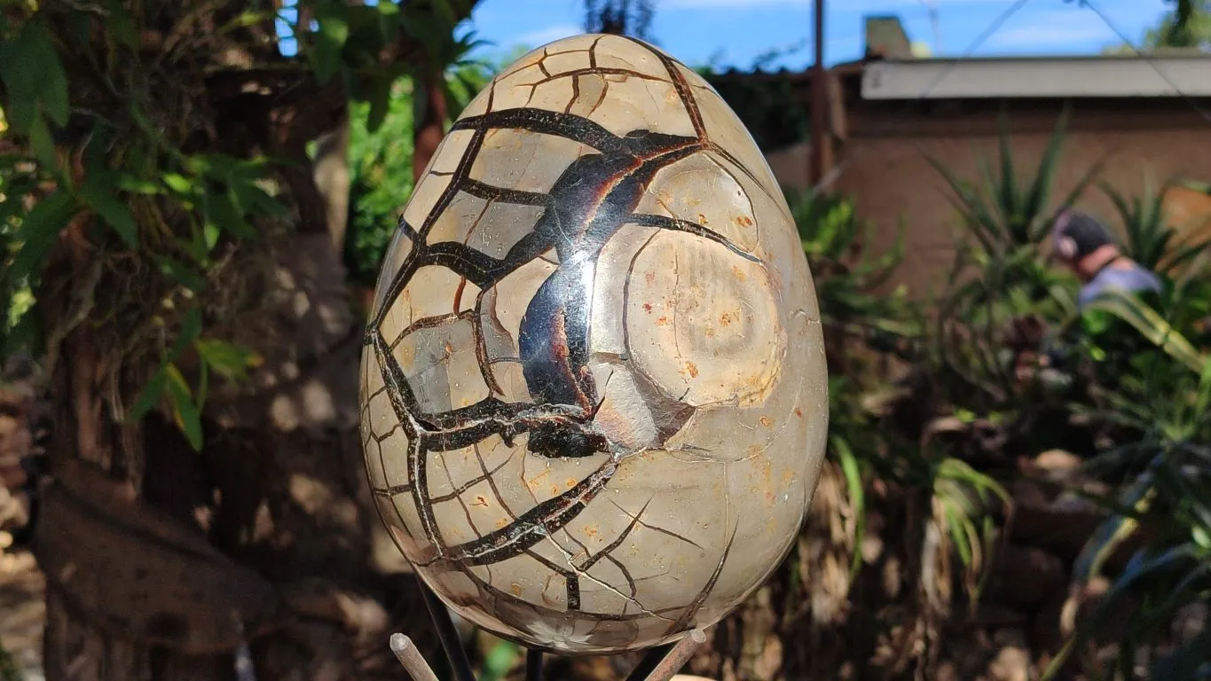 Polished Septerye Sauvage "Dragons" Egg Geode x 1 From Mahajanga, Madagascar