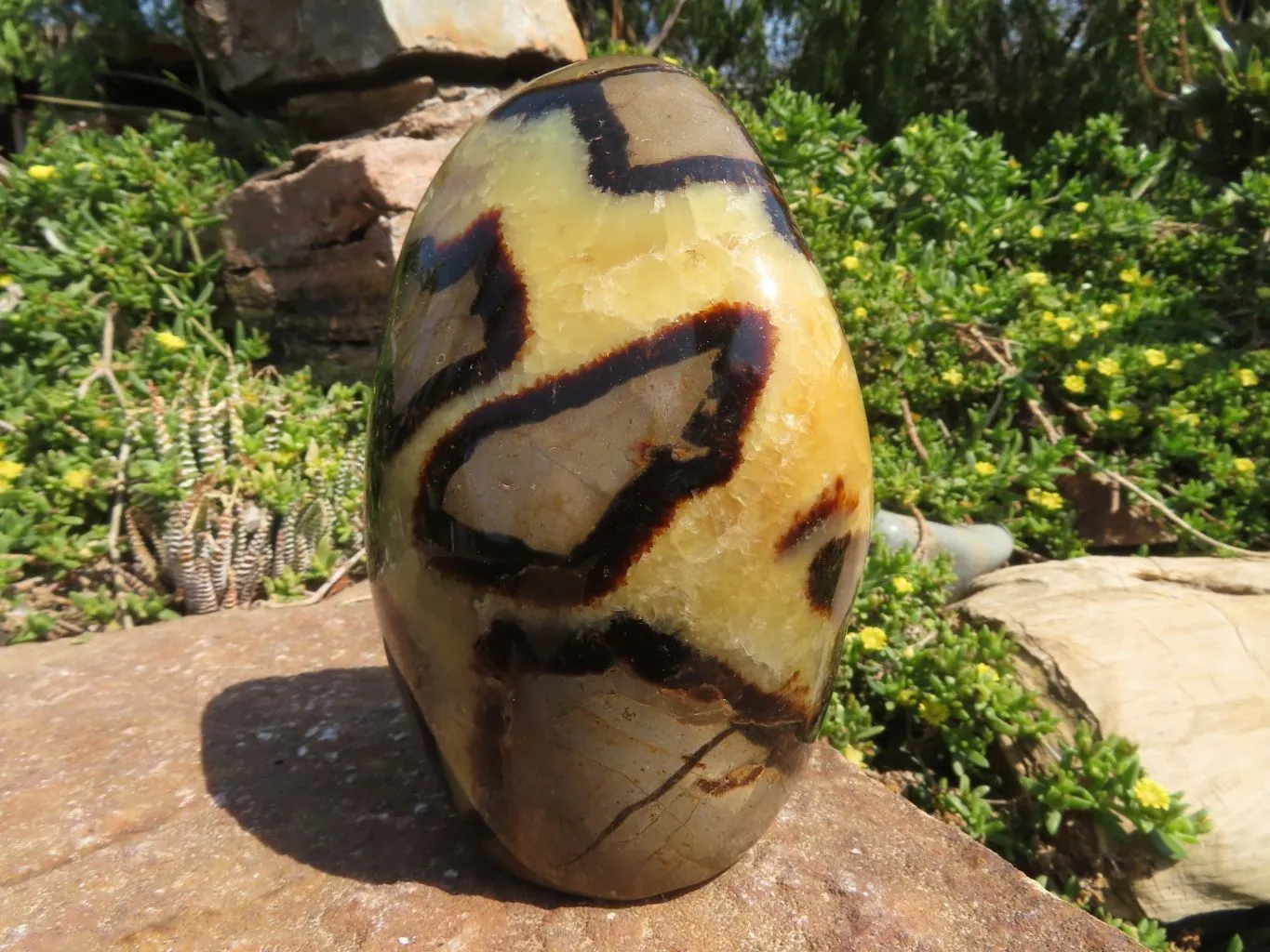 Polished Septerye Standing Free Form x 1 From Mahajanga, Madagascar