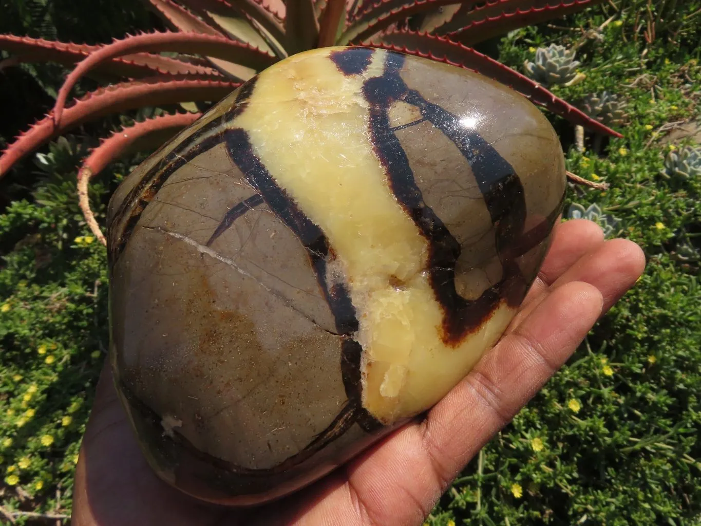 Polished Septerye Standing Free Form x 1 From Mahajanga, Madagascar