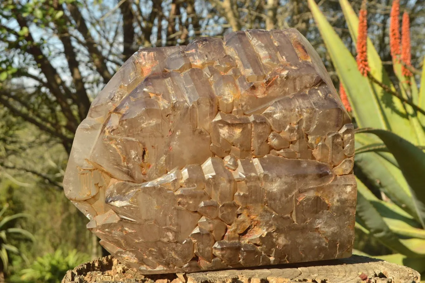 Polished XXL Elestial Smokey Window Quartz Crystal With Cascading Tabular Crystals x 1 From Madagascar