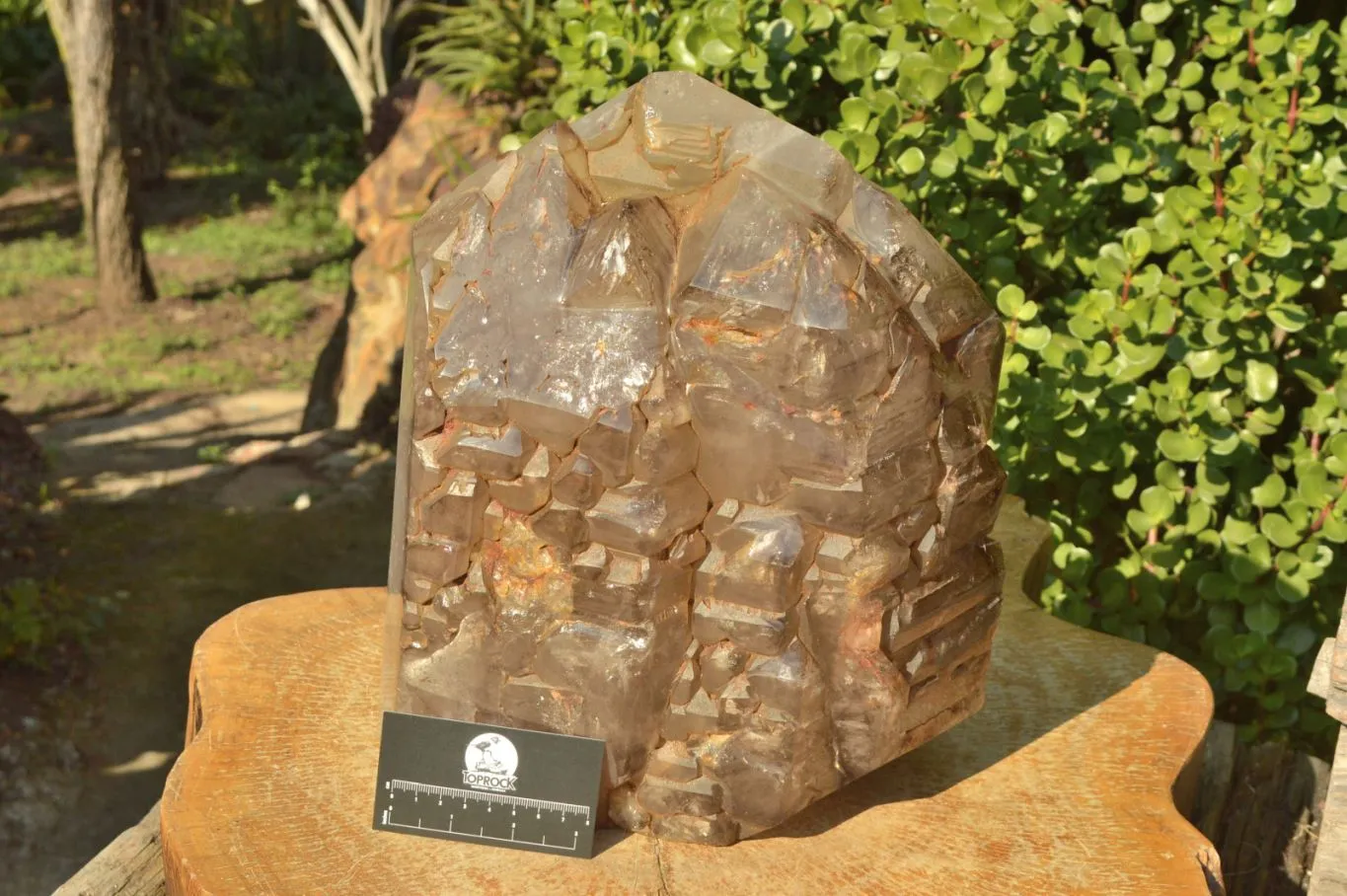 Polished XXL Elestial Smokey Window Quartz Crystal With Cascading Tabular Crystals x 1 From Madagascar