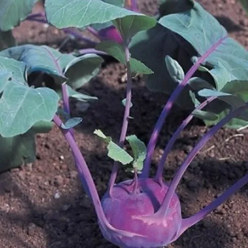 Red Azur Star Kohlrabi - Brassica oleracea gongylodes - Organic Heirloom Vegetable - 20 seeds