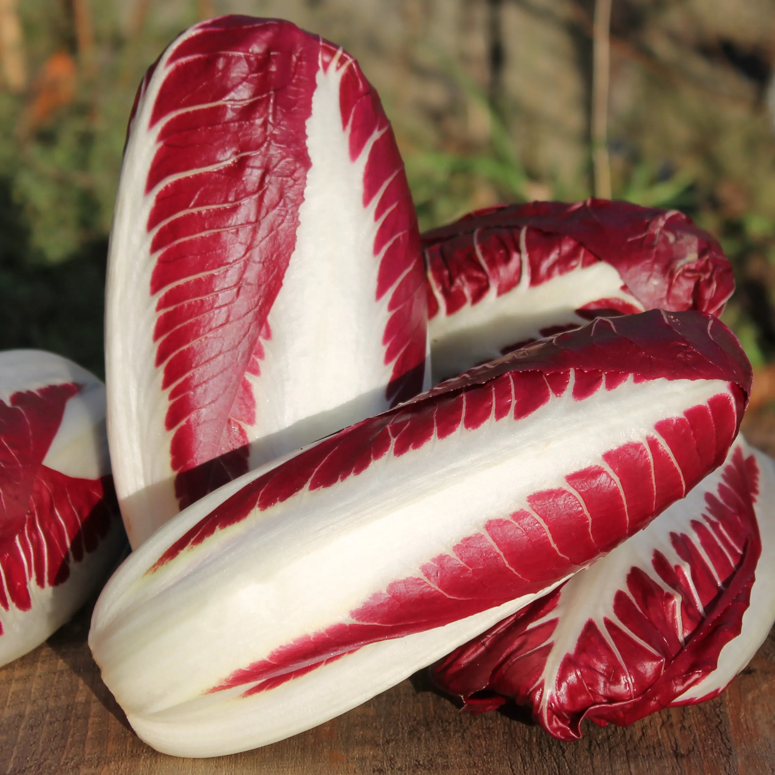 Rossa di Treviso Radicchio / Chicory - Cichorium Intybus - 50 Seeds